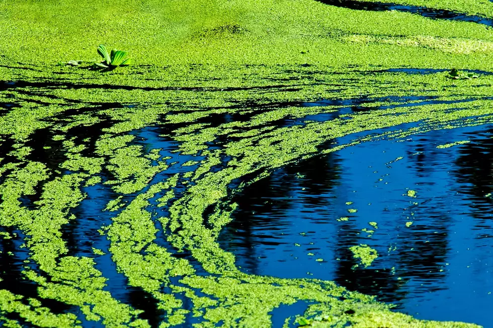 As the Heat Sets Into Oklahoma, So Does the Algae