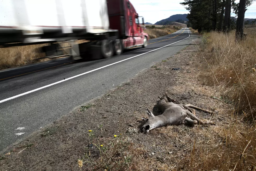 Peak Deer Season Arrives In Oklahoma, Bringing Costly Collisions And Risk