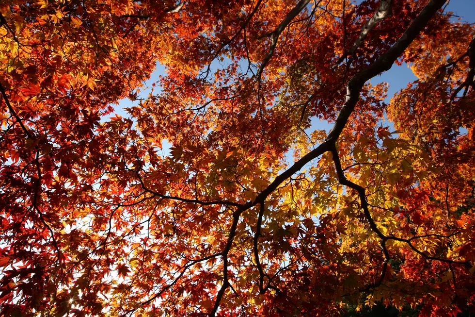 Will Oklahoma’s Drought Ruin Fall Foliage Season This Year?