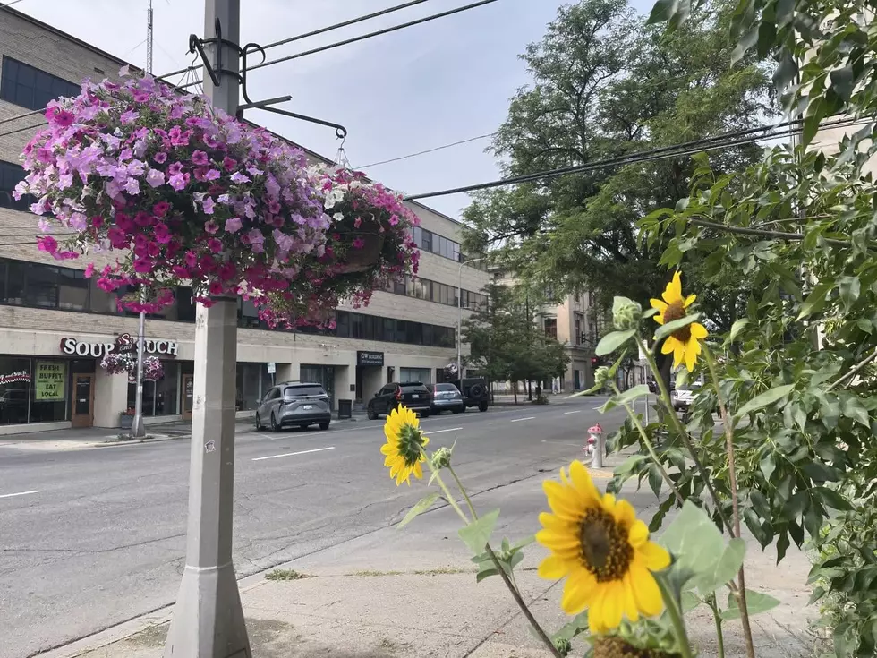 The Petunias Are Coming! Help Downtown Billings Blossom This Summer