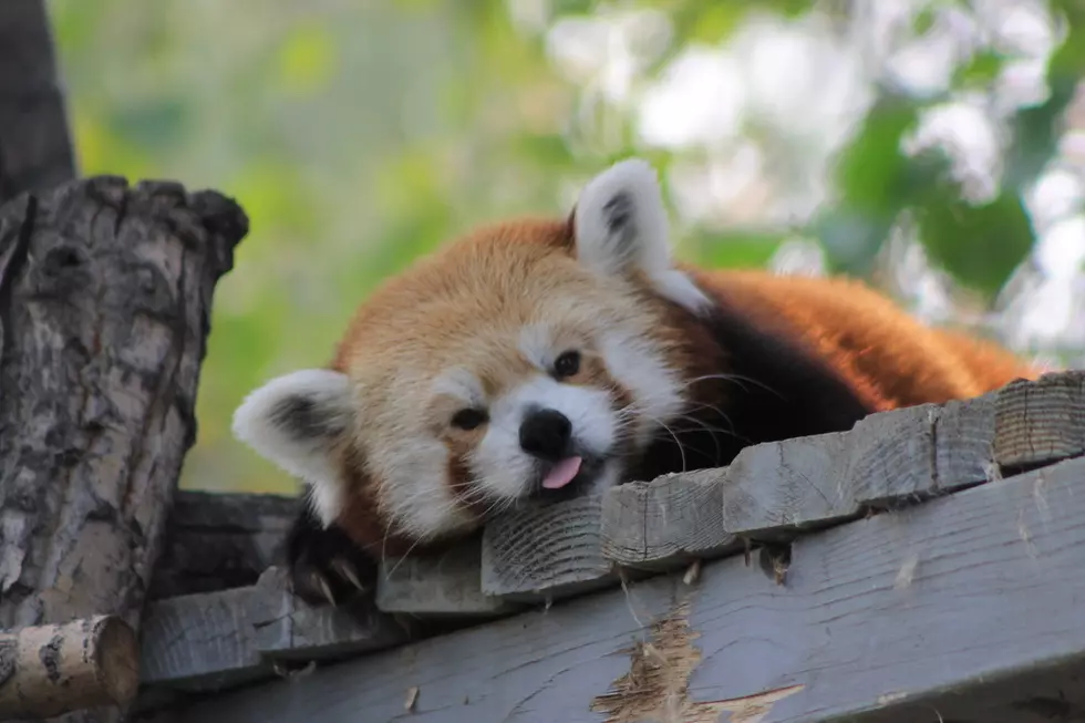 Farewell, Doodles: ZooMontana Says Goodbye to Beloved Red Panda