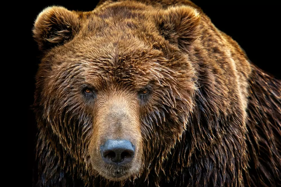 See Montana’s New Grizzly Bear Conflict Dashboard in Action