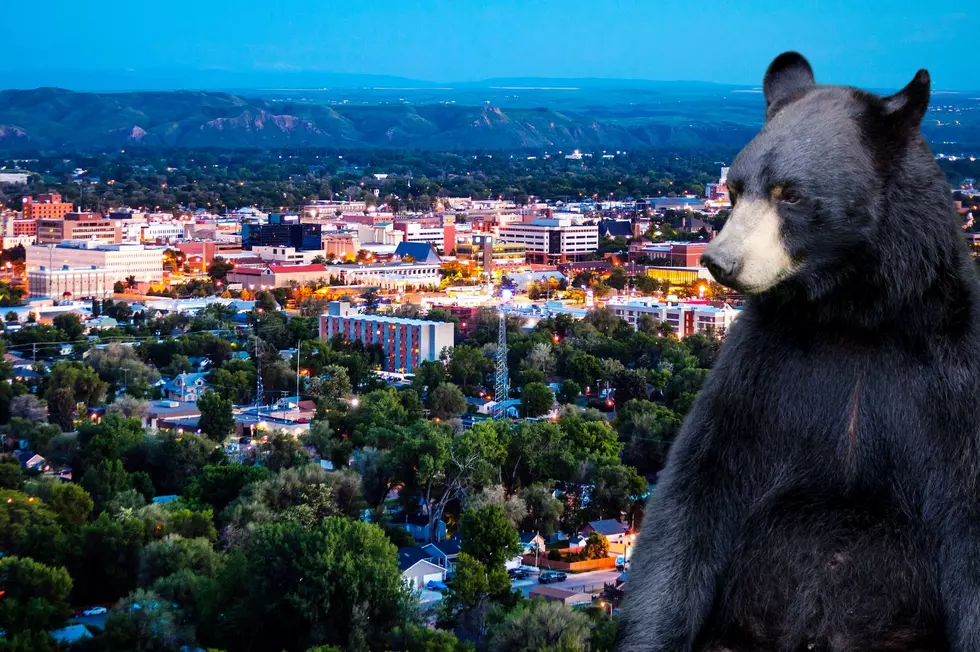 A Bear-y Eventful Morning in Billings as Bear Stirs Up a Buzz