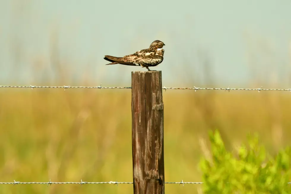Want to Help Montana’s Wildlife? Nighthawk Volunteers Still Needed