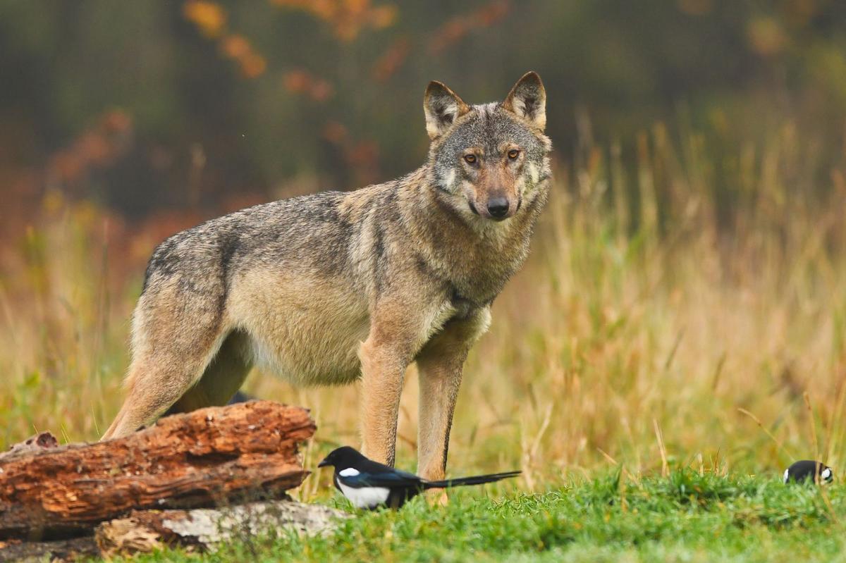 Montana’s Wolf Hunting Rules Questioned Again