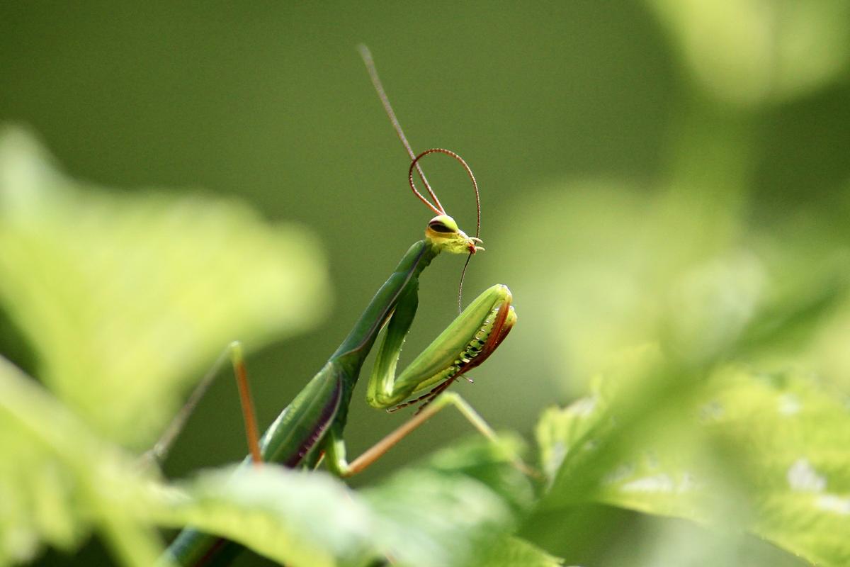 Is Killing a Praying Mantis Illegal in Montana?