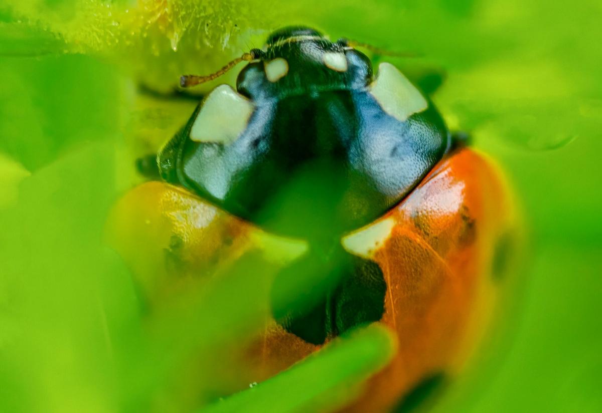 Montanans, Those “Ladybugs” Aren’t Here to Be Cute