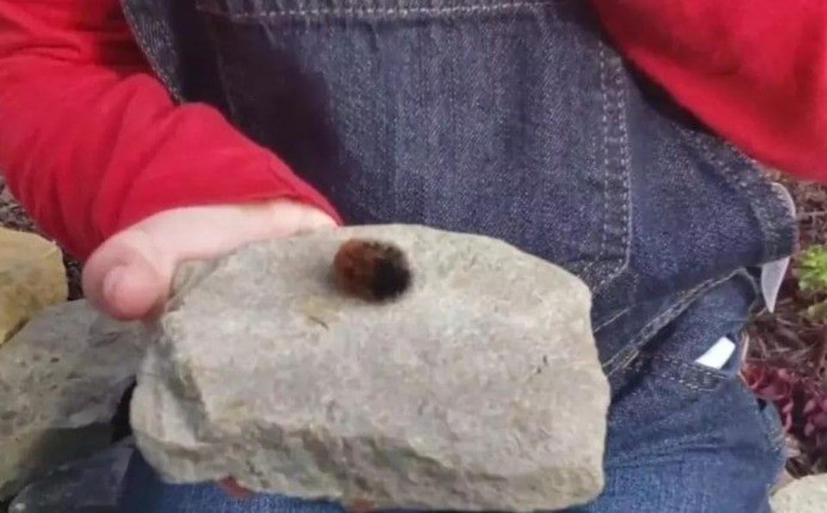 Can the Woolly Bear Caterpillar Predict Montana’s Winter?