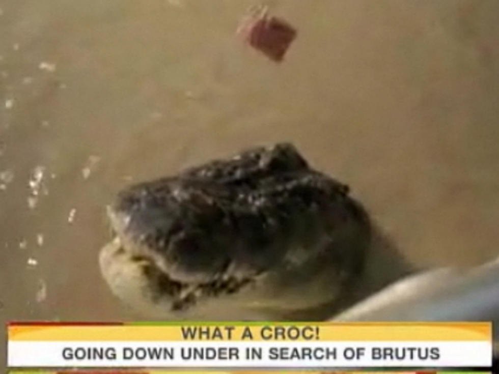 ‘Today’ Show Finds Monster 2,000-Pound Crocodile [VIDEO]