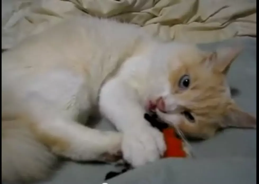 Cats Getting Baked Out of Their Furry Minds on Montana-Grown Catnip [VIDEOS]