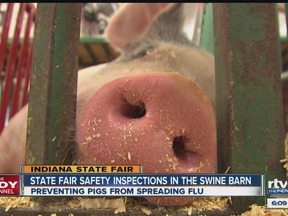 Something to be Concerned About….State Fair Pigs Could Kill You With Swine Flu