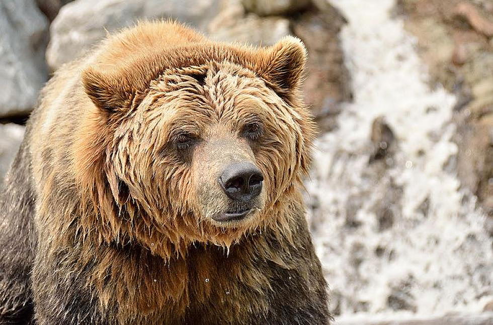 Forget Sharks! 7 People in 5 States Have Been Mauled by Bears in the Last 7 Days