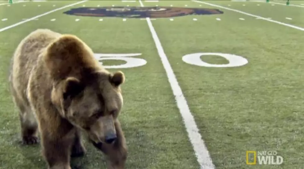 A Real Grizzly Inside Washington-Grizzly Stadium? Sure, It Makes Sense [VIDEO]