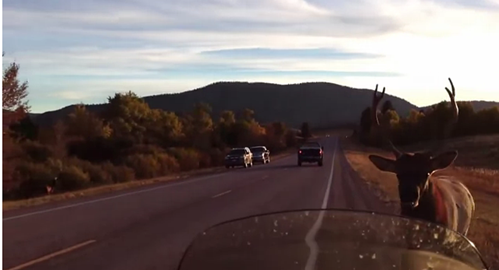 Elk Chases Missoula Motorcyclist [Video]