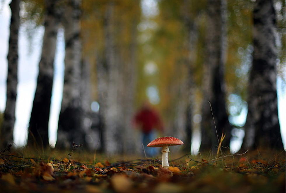 Morel Mushroom Pickers in Montana Beware of These Mushrooms