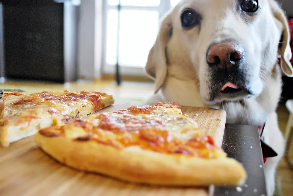 Pizza For Pets Benefit for AniMeals