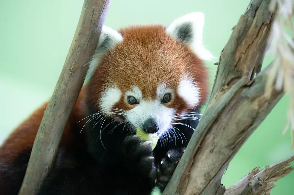 World’s Oldest Red Panda Dies at ZooMontana
