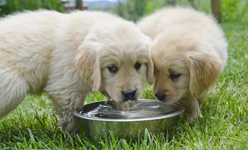 New Emergency Pet Center Opens in Missoula