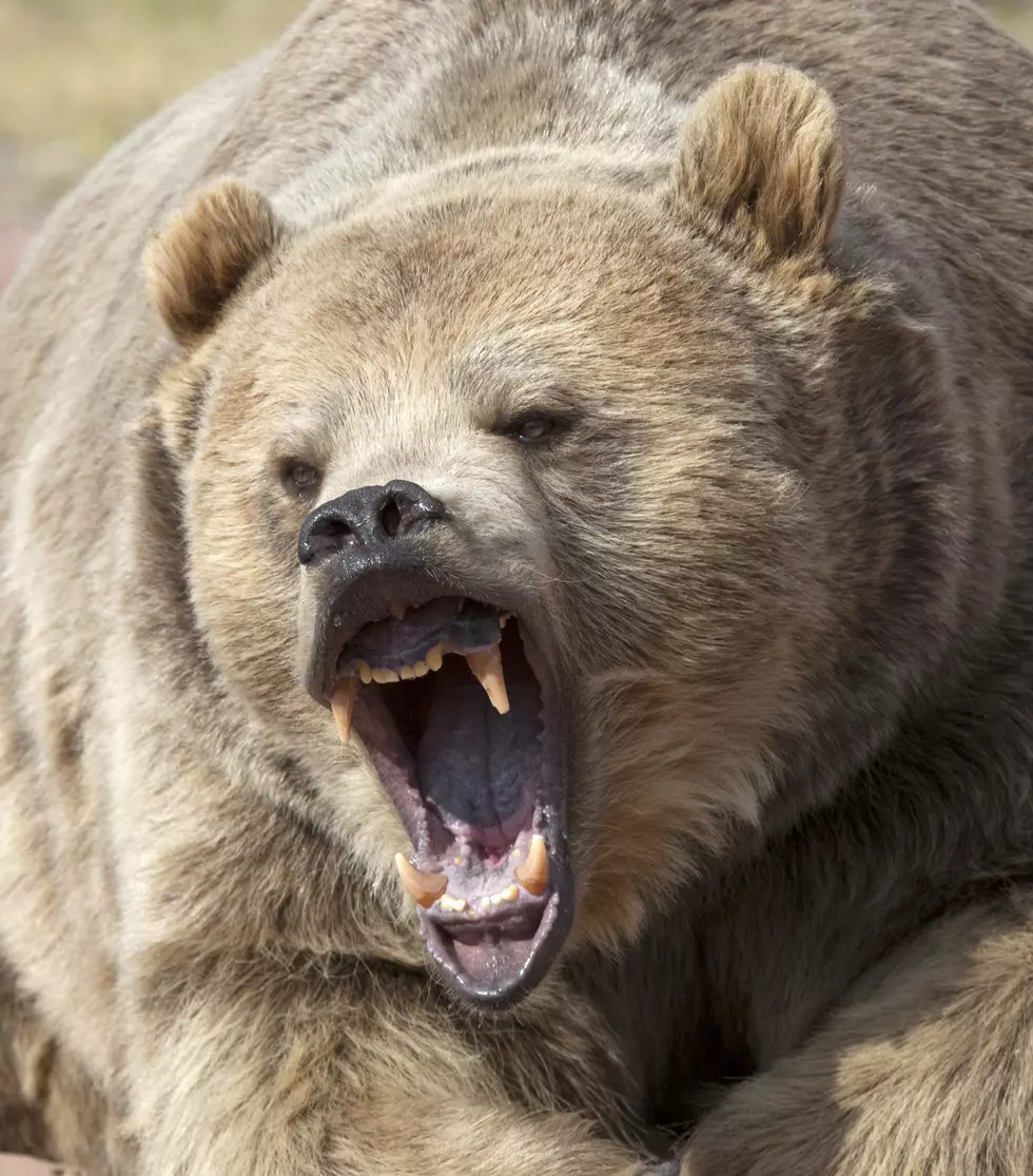 Missoula Is Being Taken Over By Bears