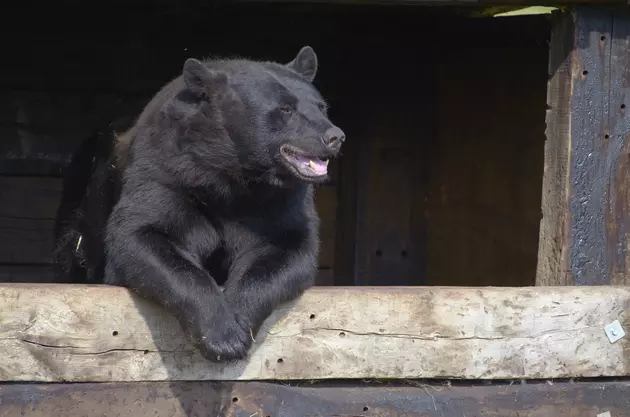 Hero Dad Battles Bear to Save his Barbecue Steak