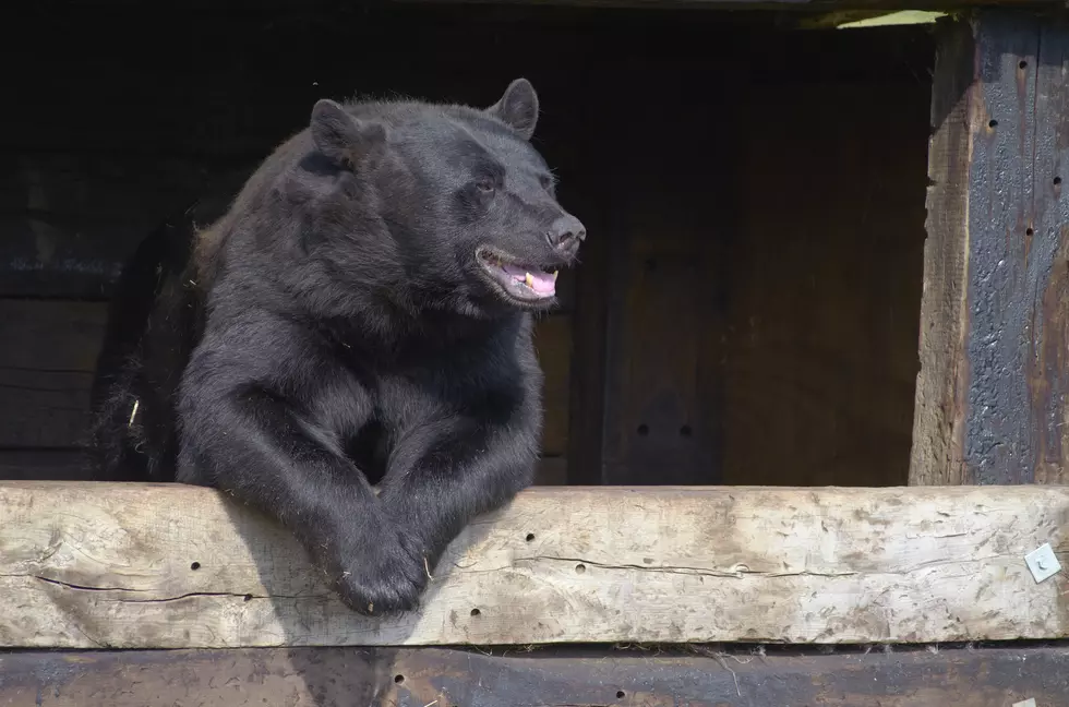 Hero Dad Battles Bear to Save his Barbecue Steak