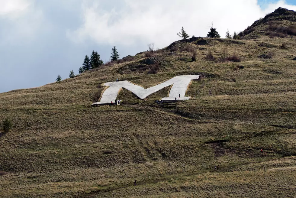 A Bear of a Hike...Reports of a Bear on Missoula's M Trail Today