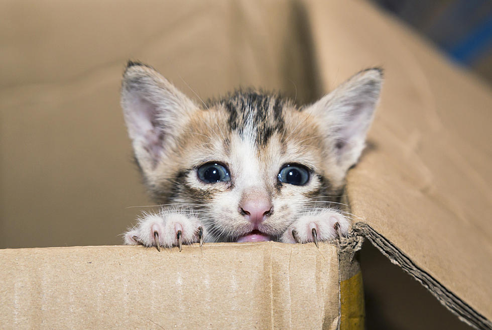 Amazing Story: Missoula Cat Returned To Family After Ten Months