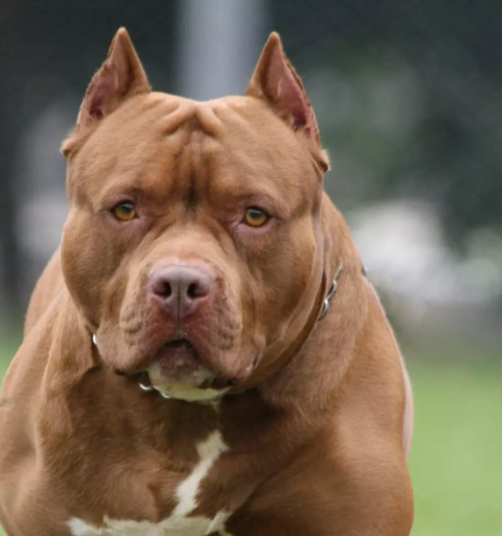 Should Pit Bulls Be Illegal in Montana?