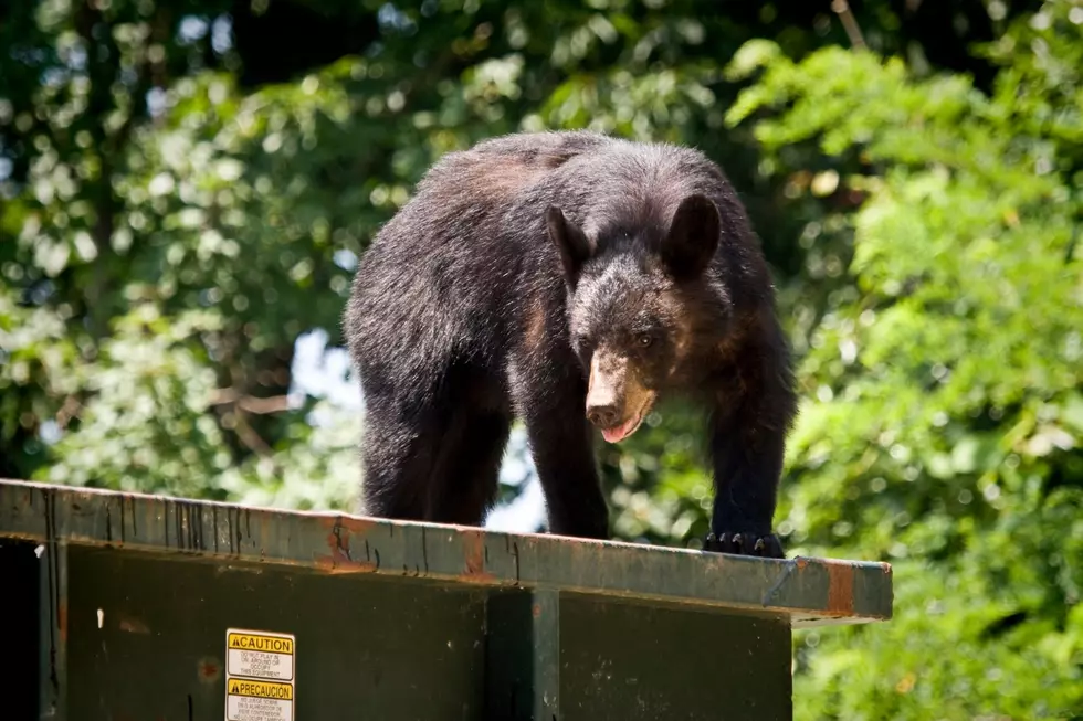 An Open Letter to the Bear That Keeps Eating My Garbage