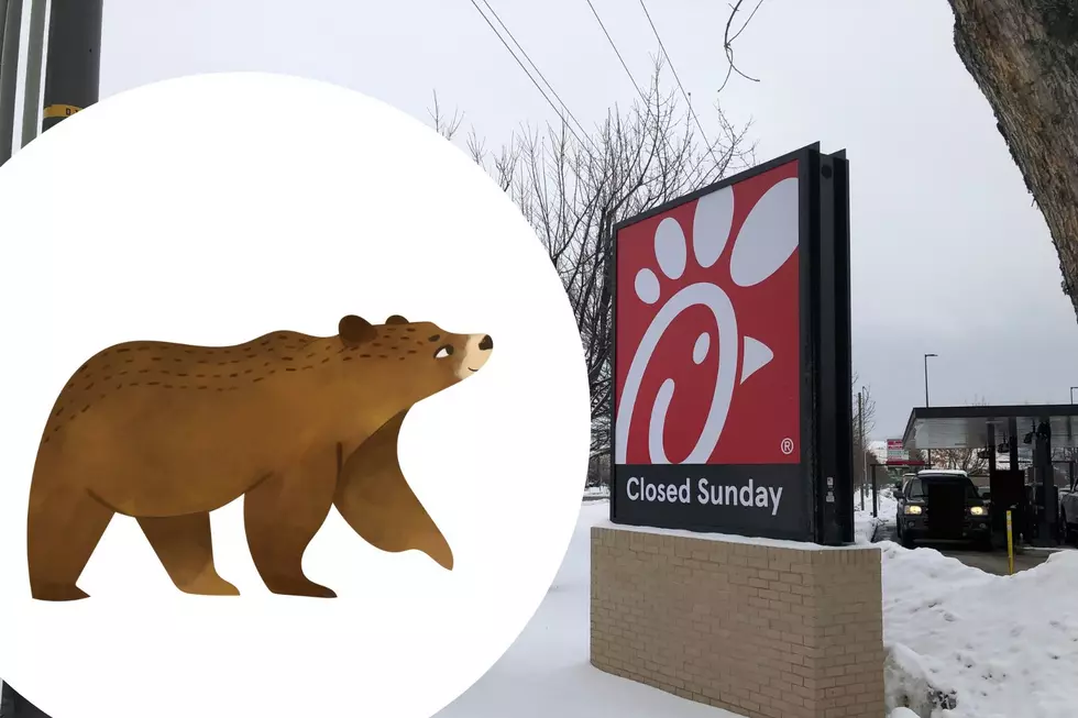 An Open Letter to Bears: Please Don&#8217;t Eat My Chick-fil-A