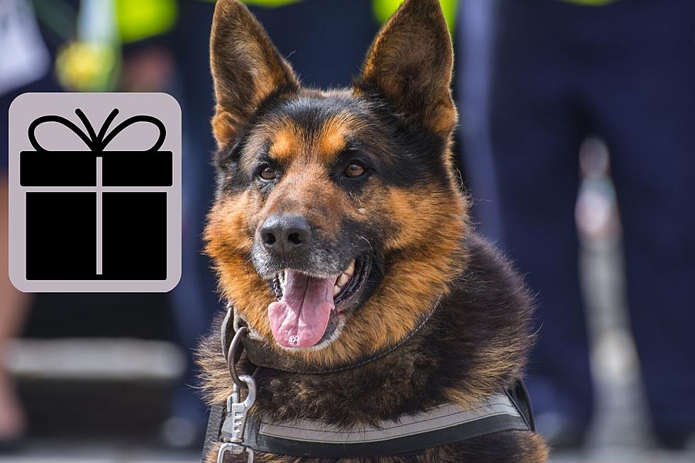 Missoula’s Police Dog Gets New Vest from Non-Profit Organization