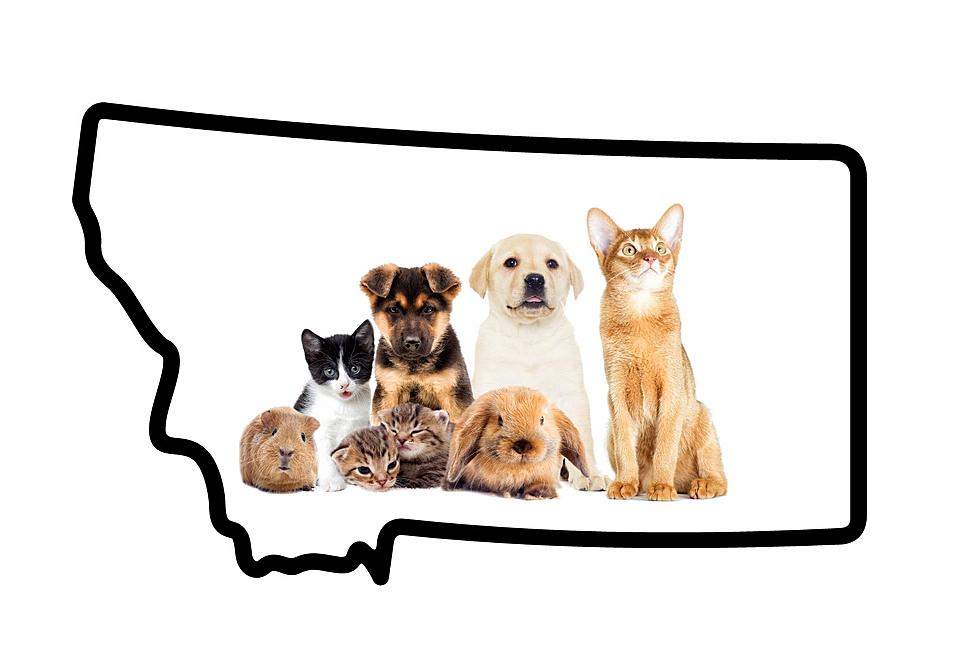 40 Pet Names Based on Montana Places, People and Loves
