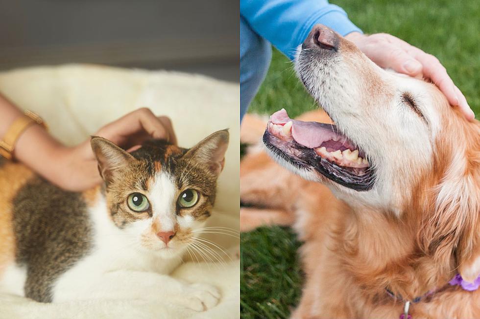 What Your Pet Choice Says About You in Montana