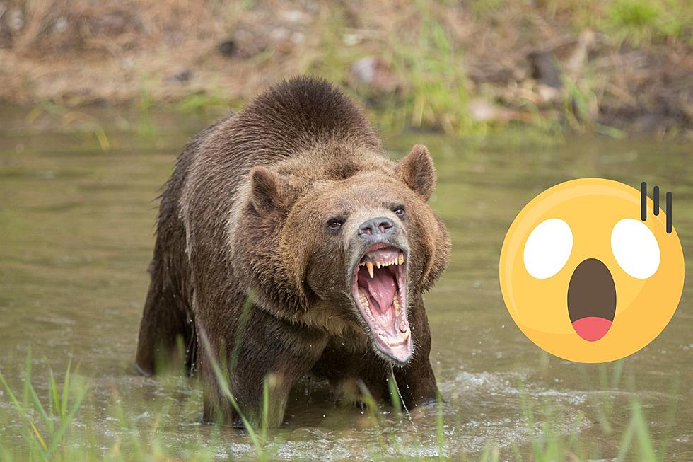 Times Scary Bears Were Caught on Camera in Montana