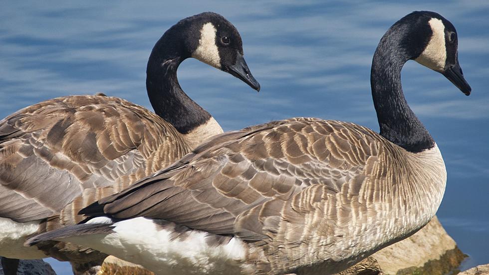 Here&#8217;s Why Michigan Driver&#8217;s Can&#8217;t Run Over Geese