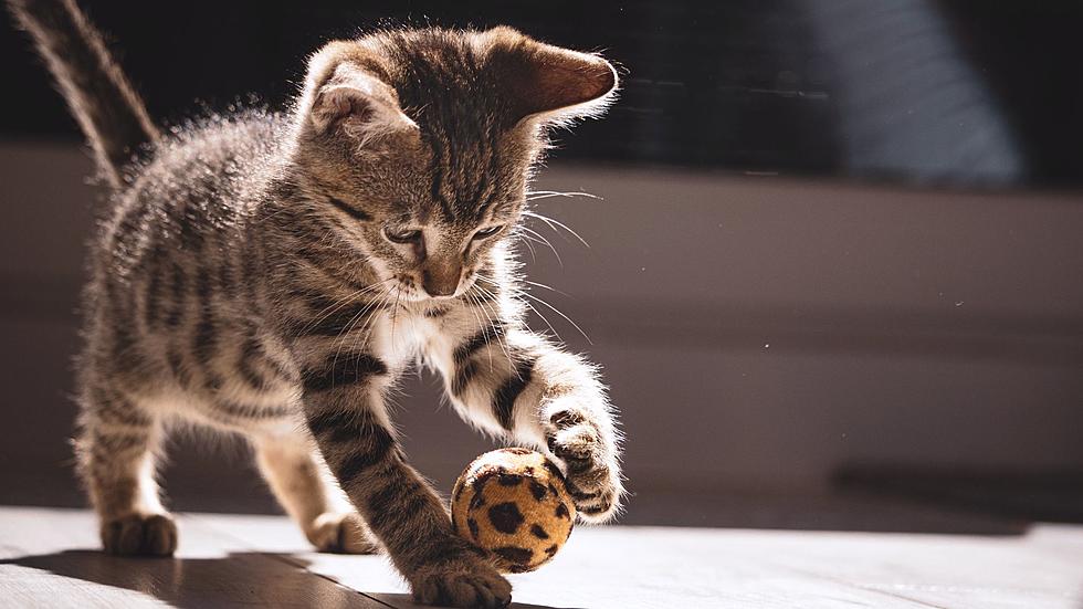 Michigan Lawmakers Decide On Cat Declawing