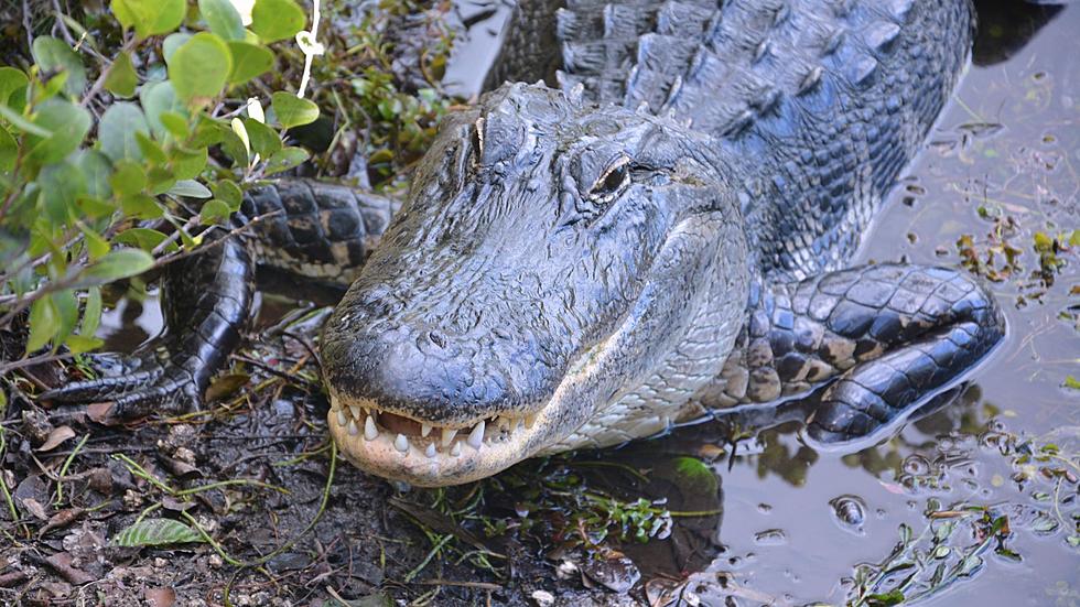 Is It Legal to Own an Alligator in Michigan?