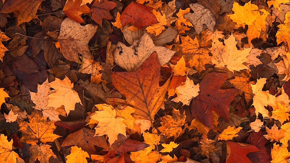 Fall Leaf Pickup Times in Kalamazoo