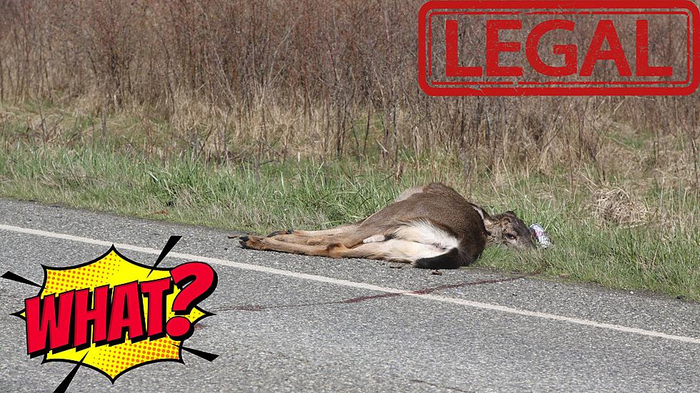 Yes! It&#8217;s Legal To Take &#038; Eat Roadkill In Michigan