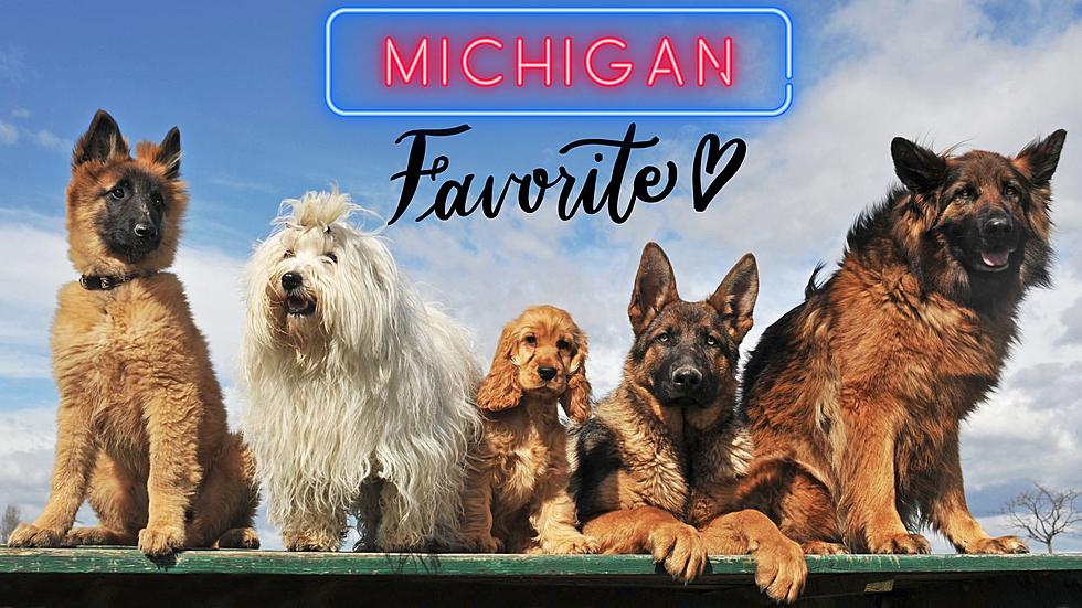 This Dog Was Named As Michigan's Most Popular Dog Breed