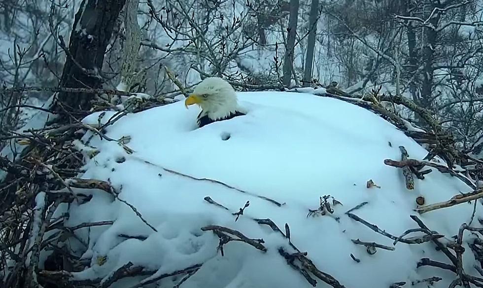 Watch a Bald Eagle Get Blanketed in Snow by Minnesota Blizzard