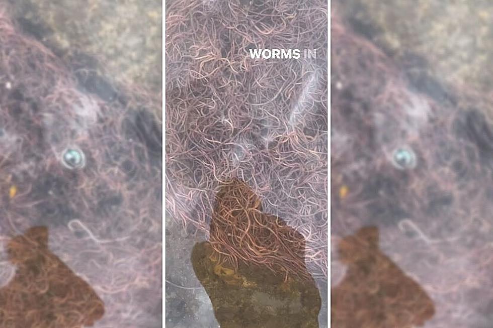 See How Texas Flooding Has Caused a Sudden Tsunami of Worms