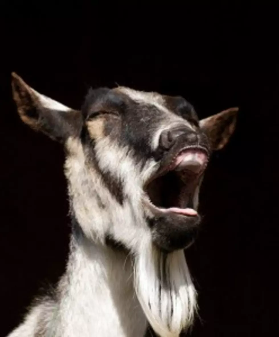 The Singing Goat