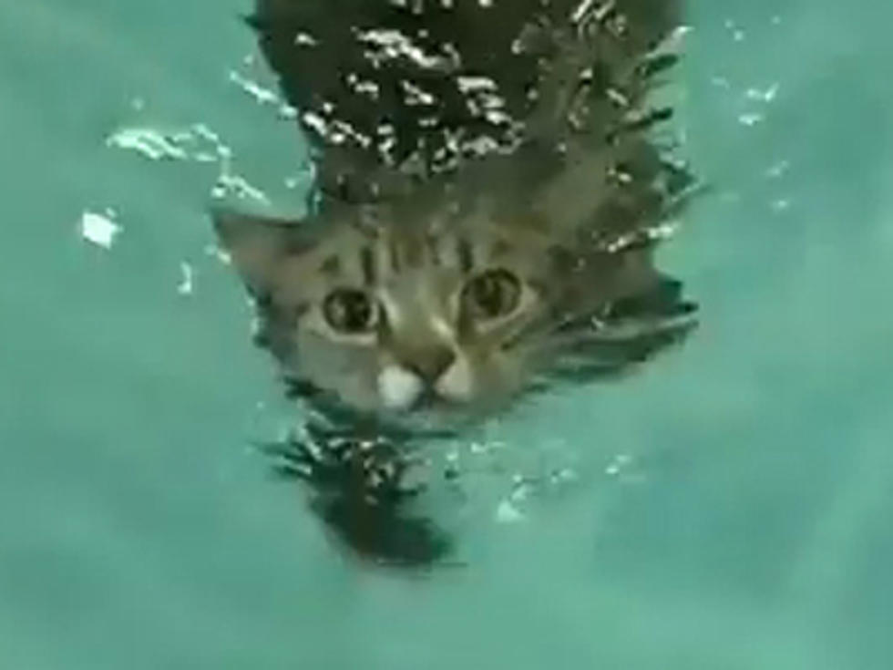 Paralyzed Cat Goes For a Swim [VIDEO]