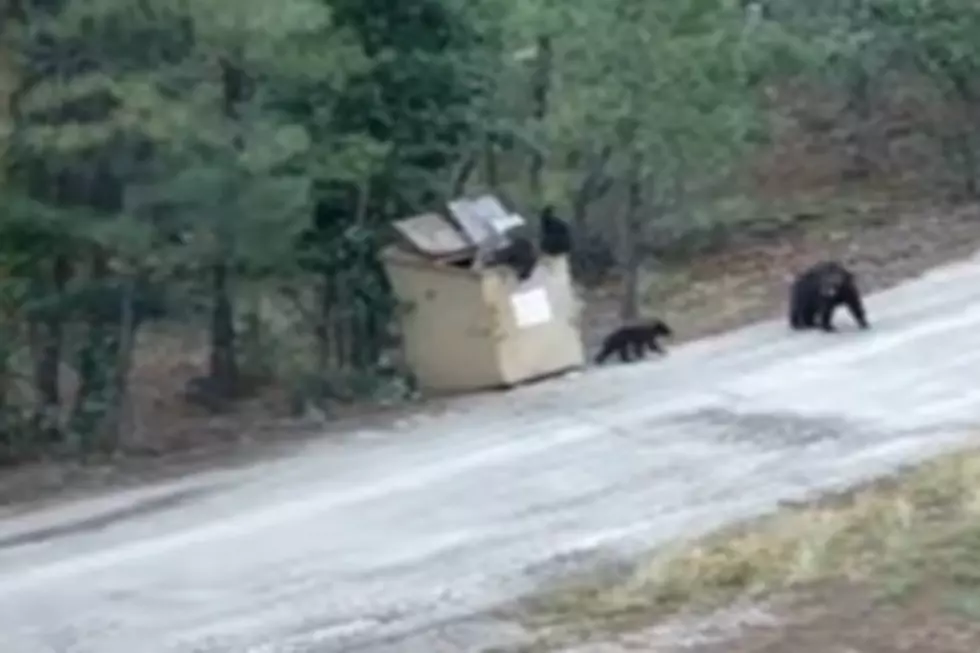 Heroic Baby Bear Rescue Caught on Camera [VIDEO]
