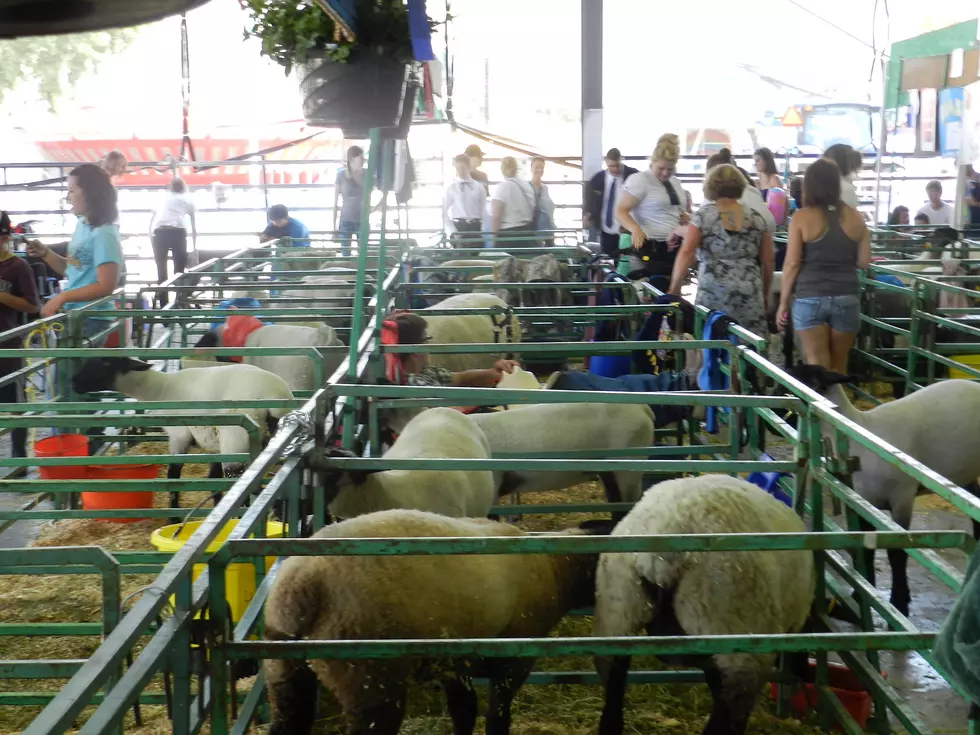 Check Out Our Live Photo Feed From the 4-H/FFA Livestock Auction at the Fair