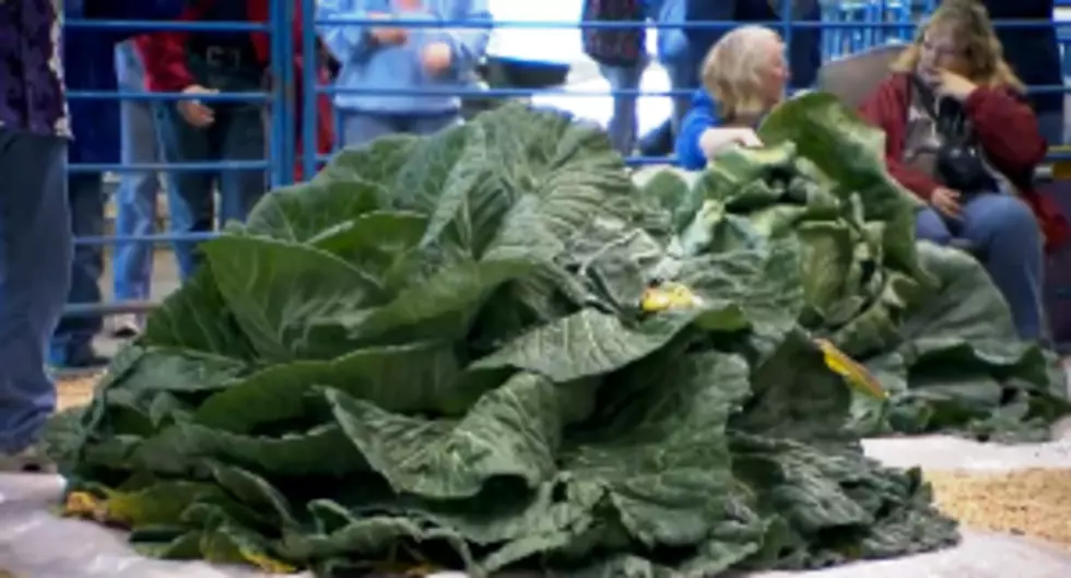 New World&#8217;s Record Cabbage