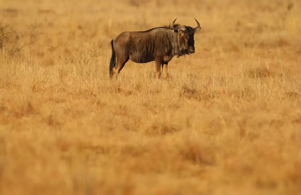 Wildebeest Lost and Confused!…??