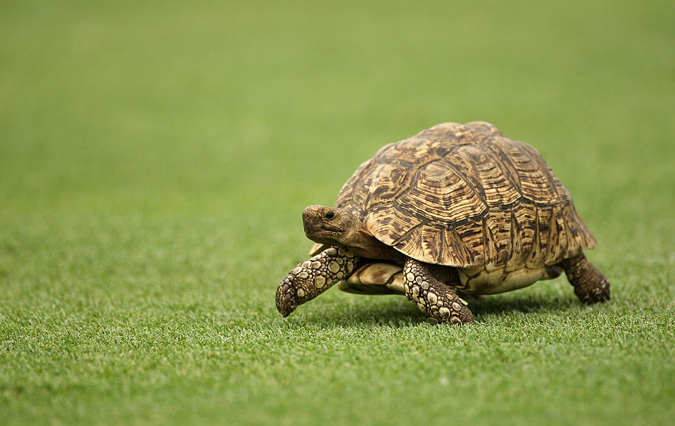 World Cup: Tortoise Says US Will Win