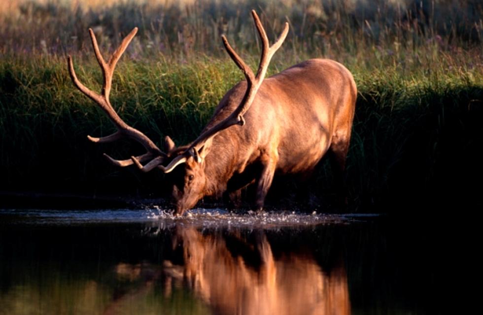 Elk Outsmart Drinking Fountains